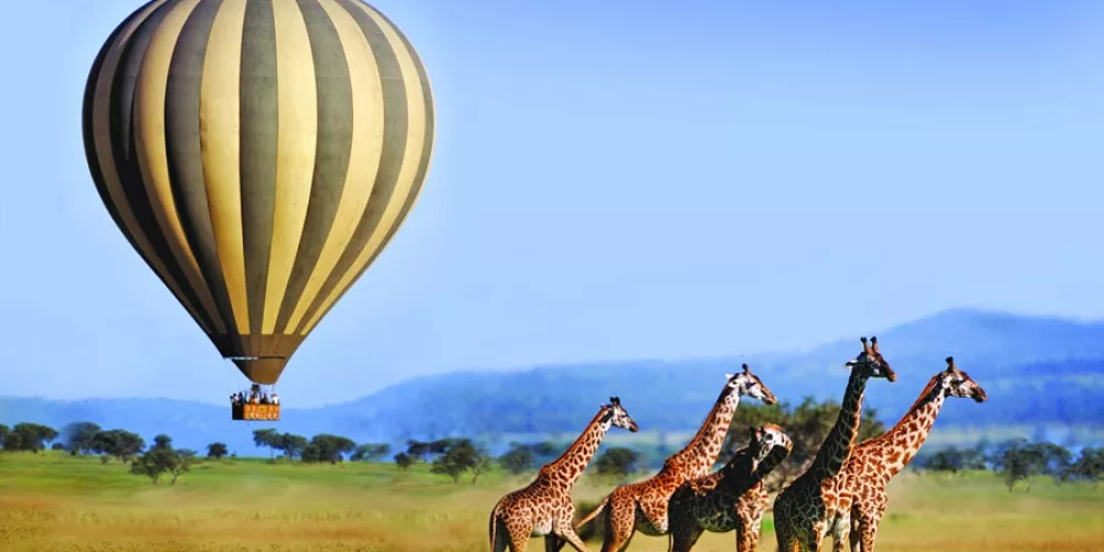 Great Wildbeest Migration