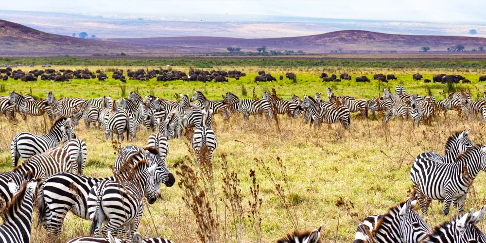 Great Wildbeest Migration