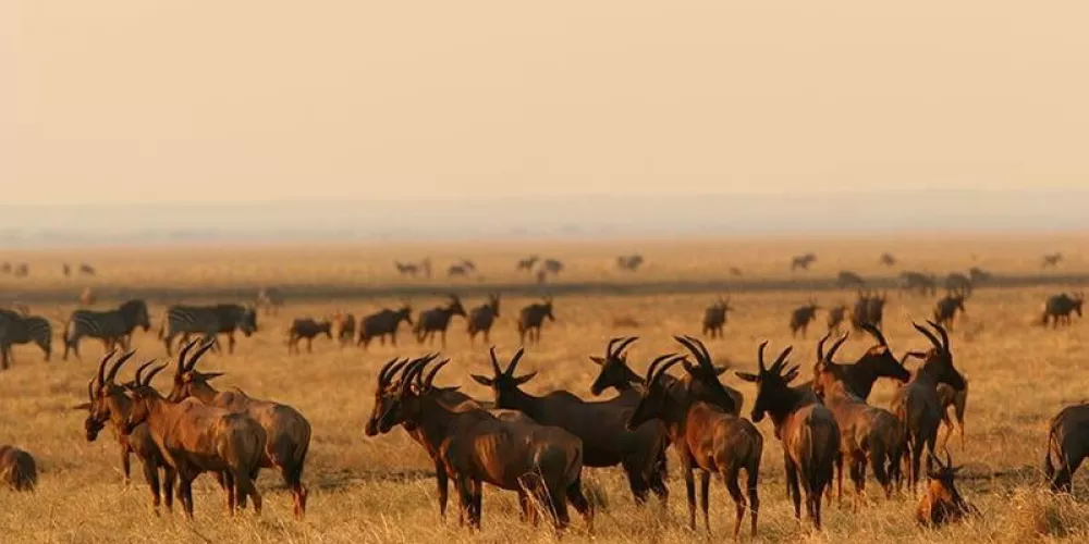 Tanzania Wildbeest Migration