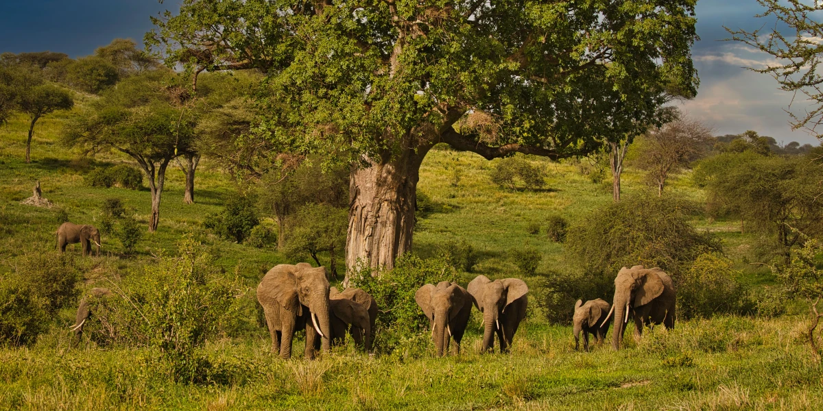 Tarangire National Park