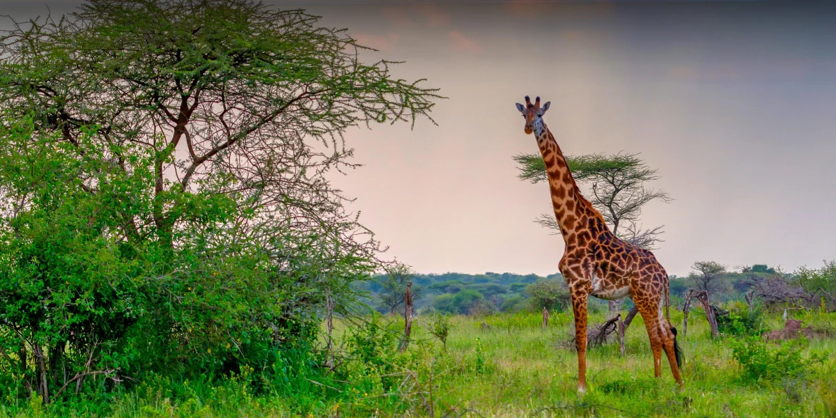 Mkomazi National Park