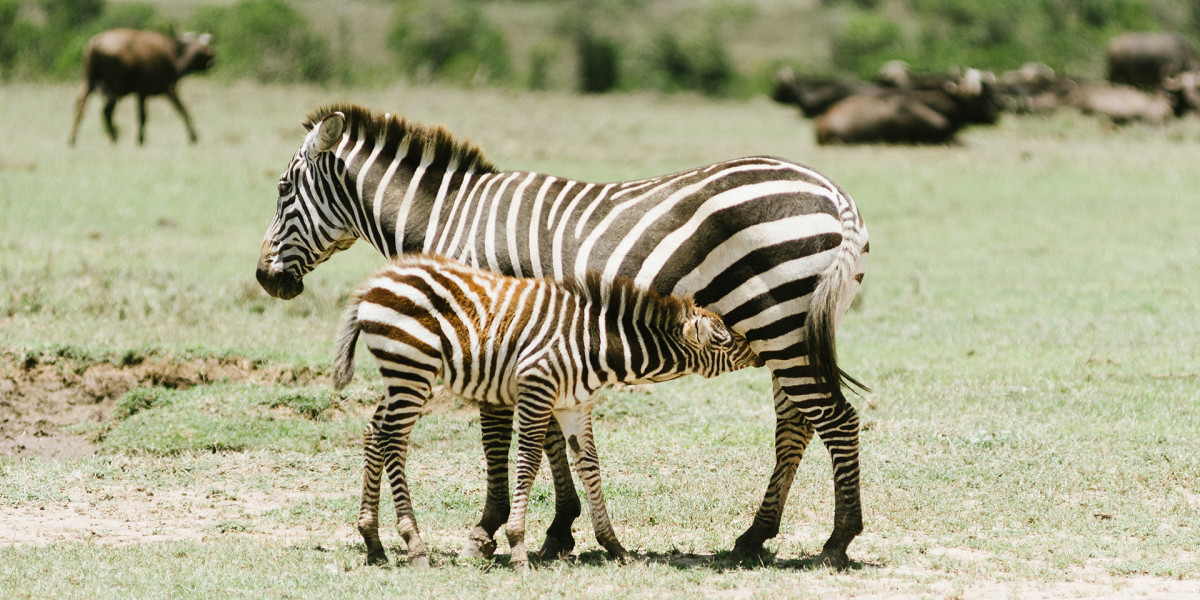saadani national park