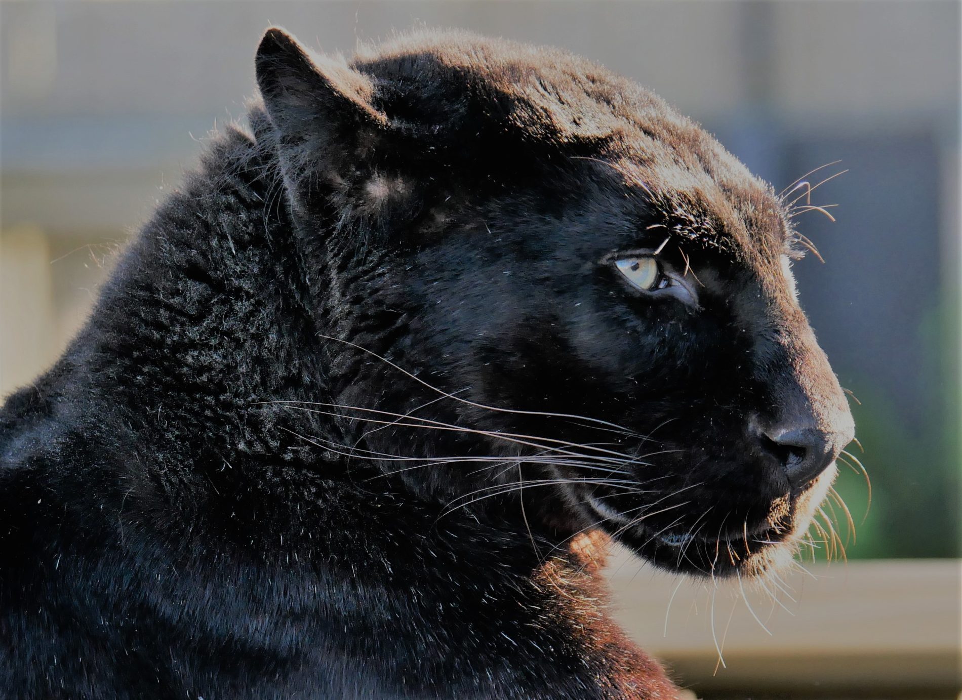 A rare melanistic black leopard blending into the deep alpine forests of Mount Kenya