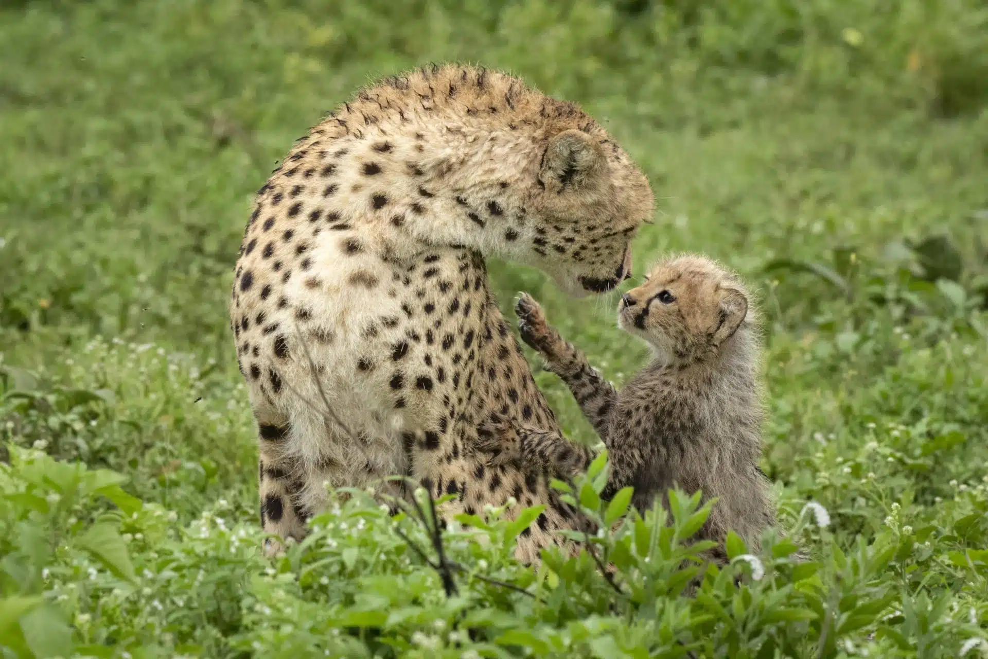 5-Day Tanzania Classic Safari