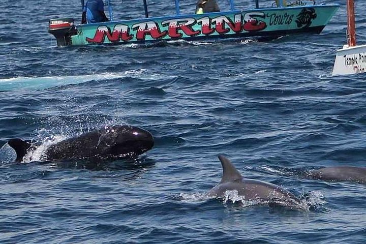 Pod of Indo-Pacific dolphins breaching out of the water in Watamu