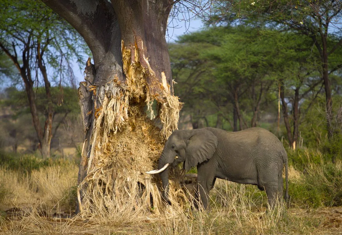 4-Day Tanzania Wildlife Classic Safari