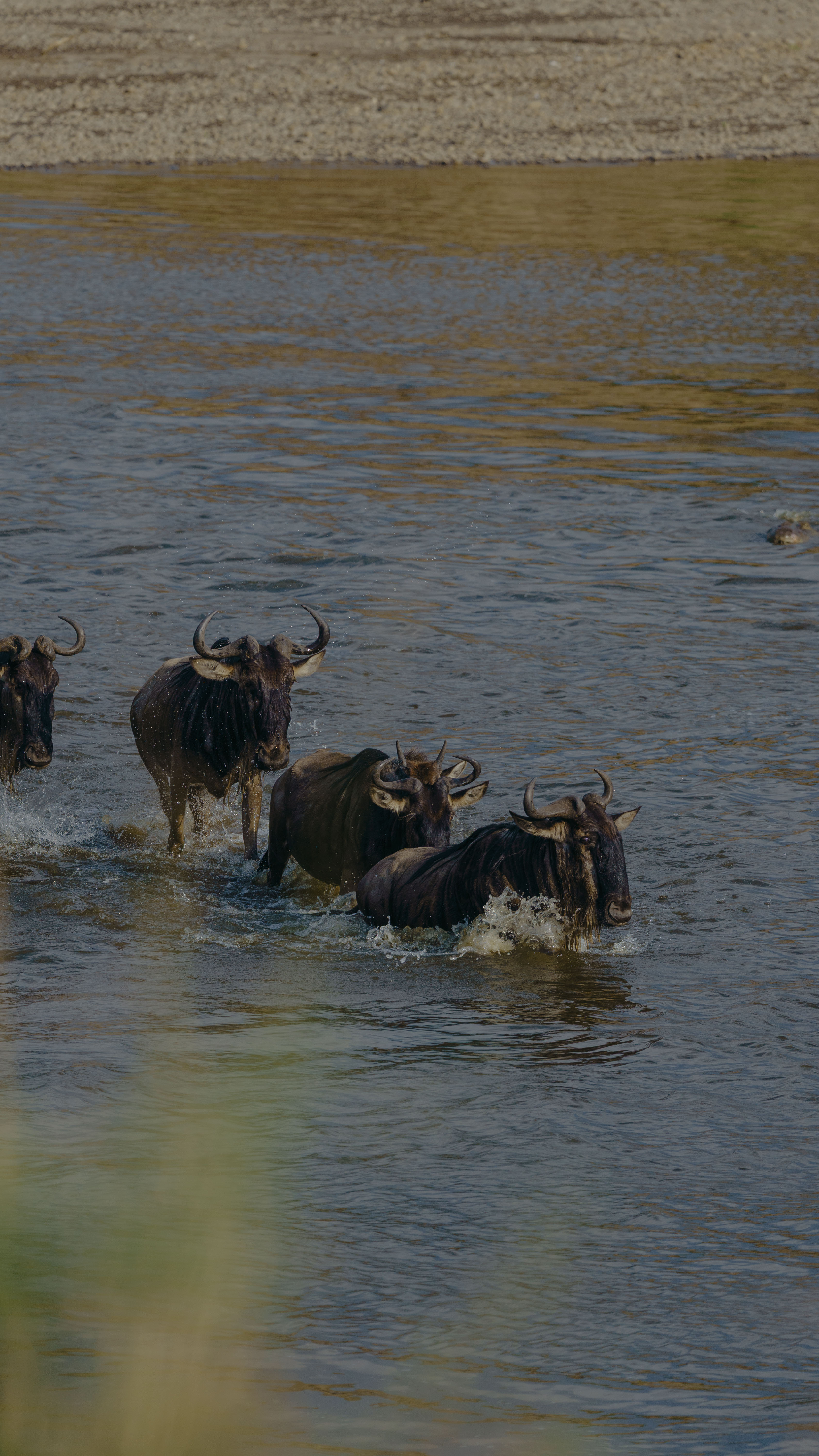 Wildebeest herds plunging into the Mara River