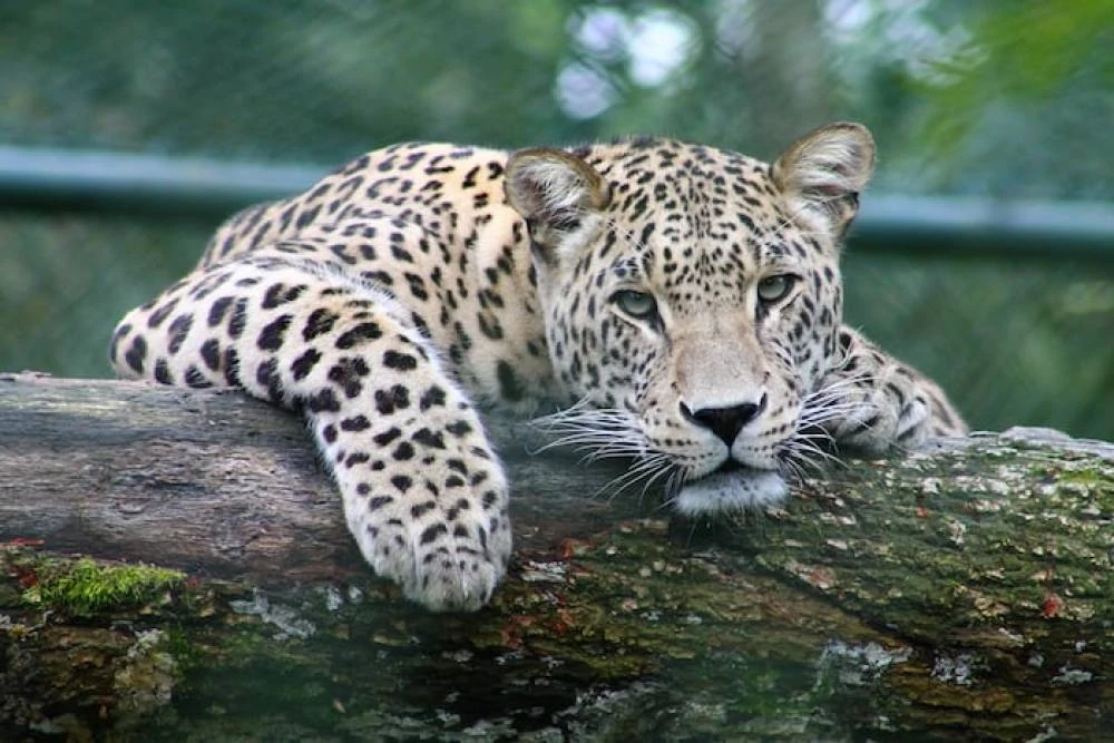 A leopard resting quietly in a mossy montane forest tree branch inside Olmoti
