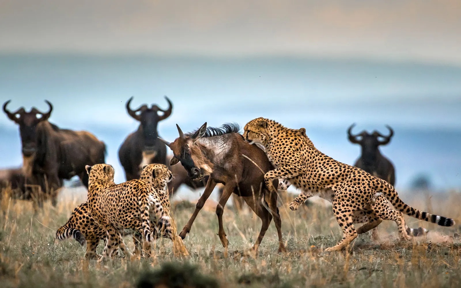 Serengeti Predator Tracking