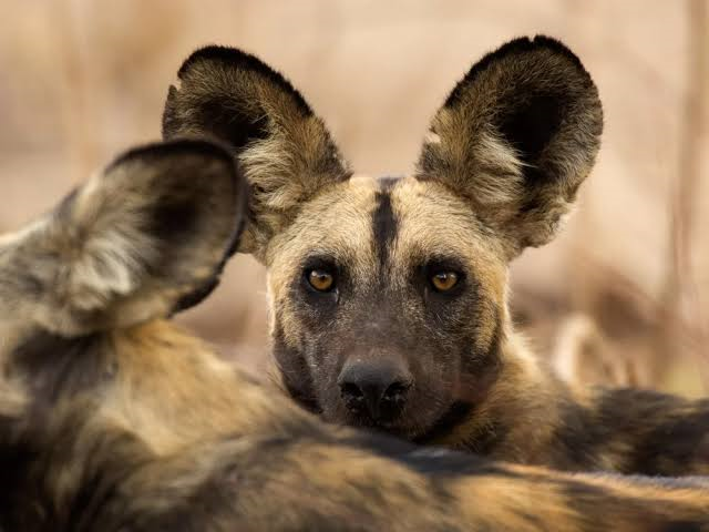 Nyerere National Park Wild Dogs