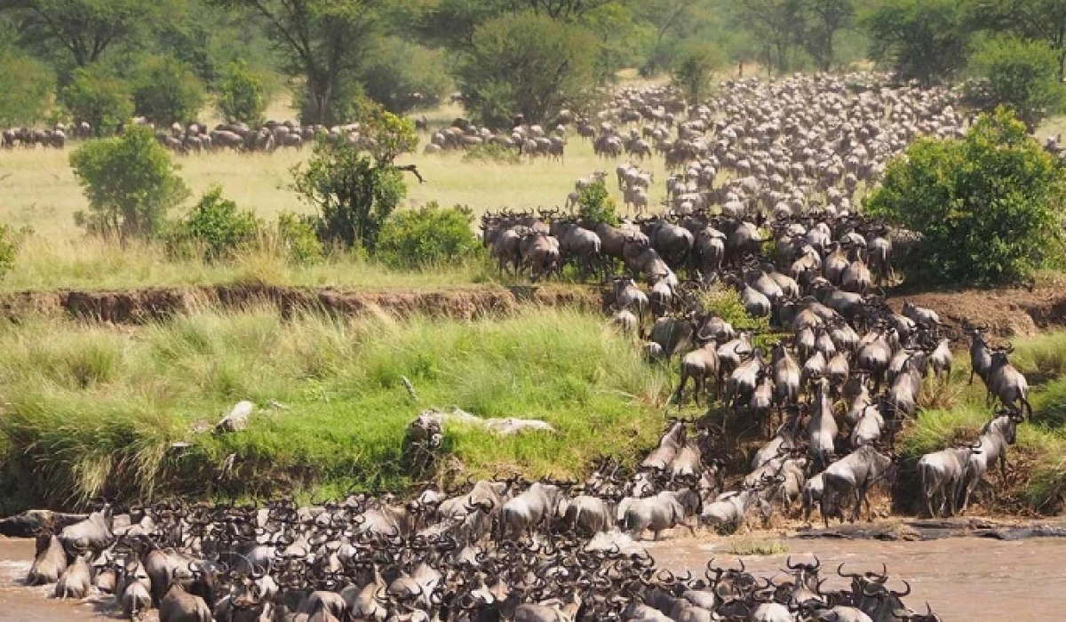 Migration is a continuous, year-round process