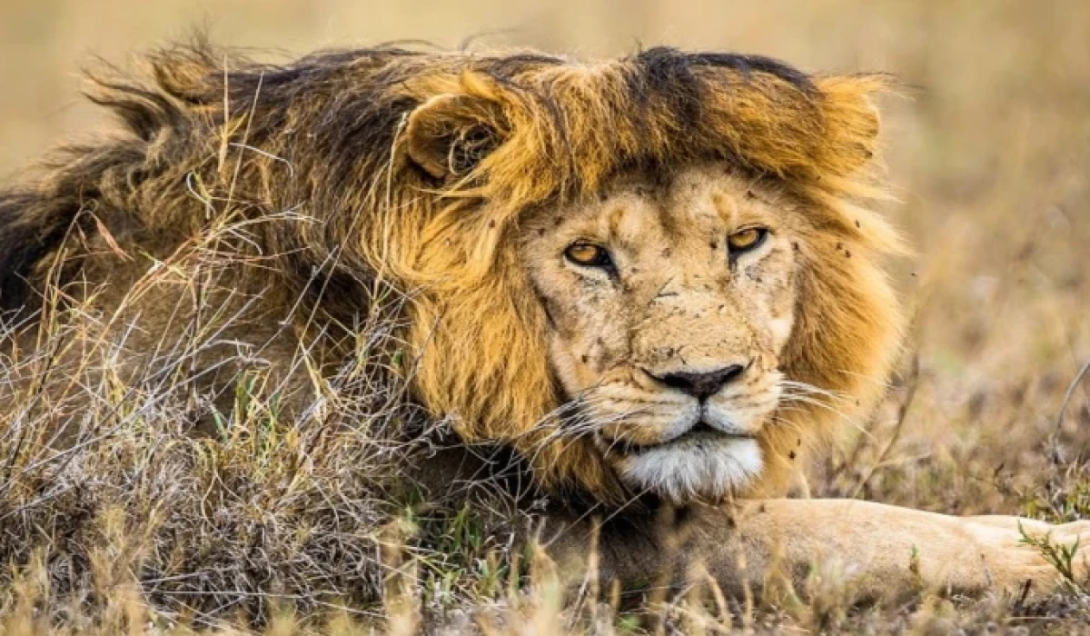  Honeymoon safari combines the romance of breathtaking...