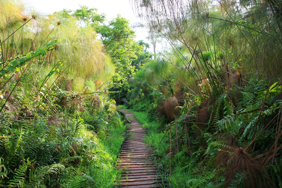 Wooden boardwalk winding through the papyrus and palms of Bigodi Wetland Sanctuary