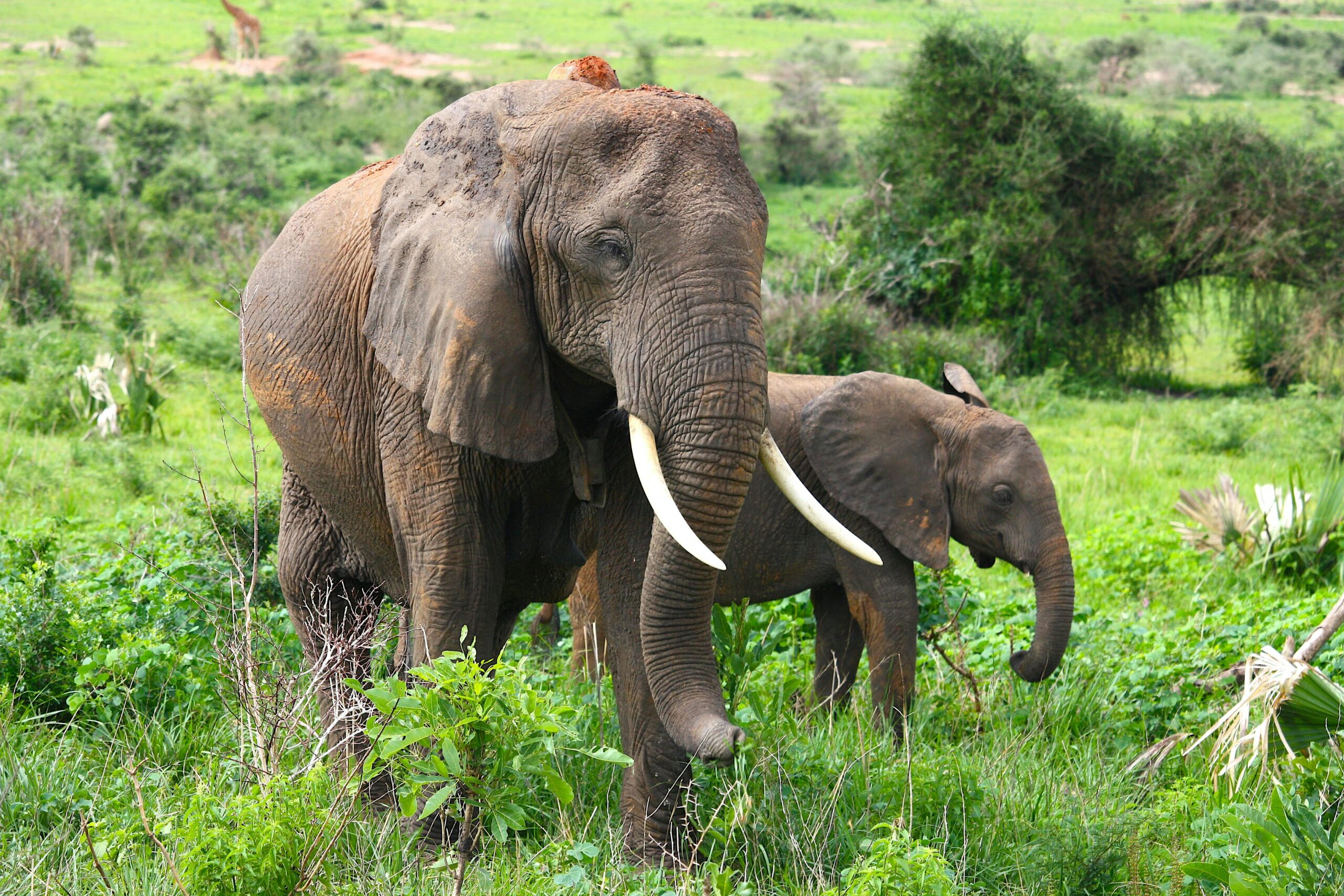 Mount Kenya National Park