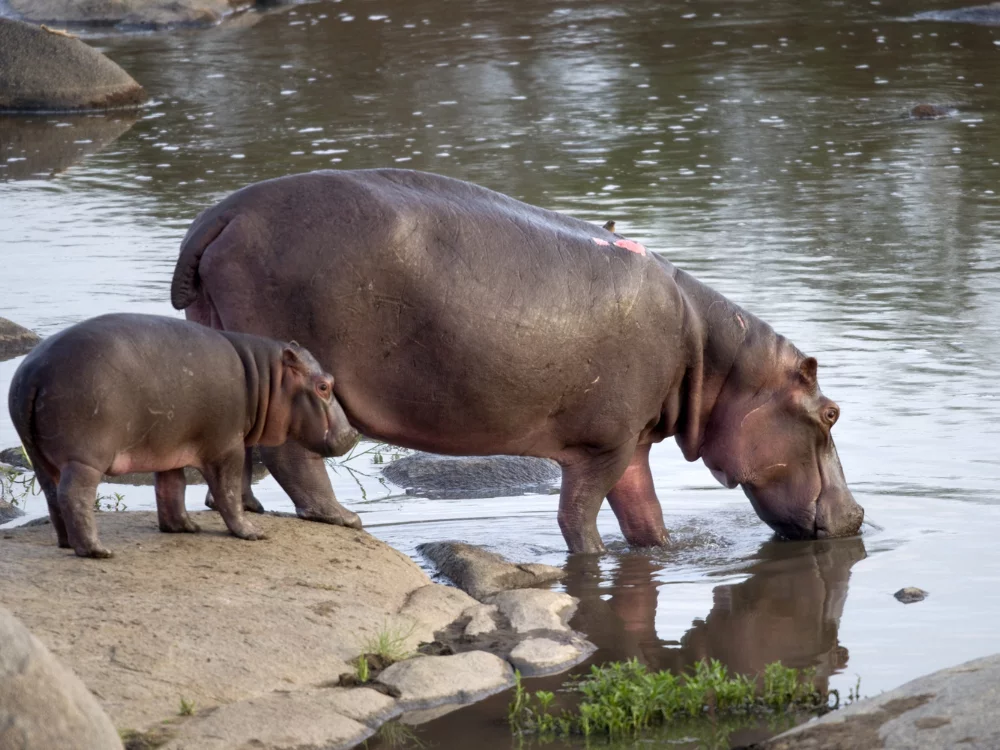 Massive groups of hippopotamuses cooling off in the Kazinga Channel