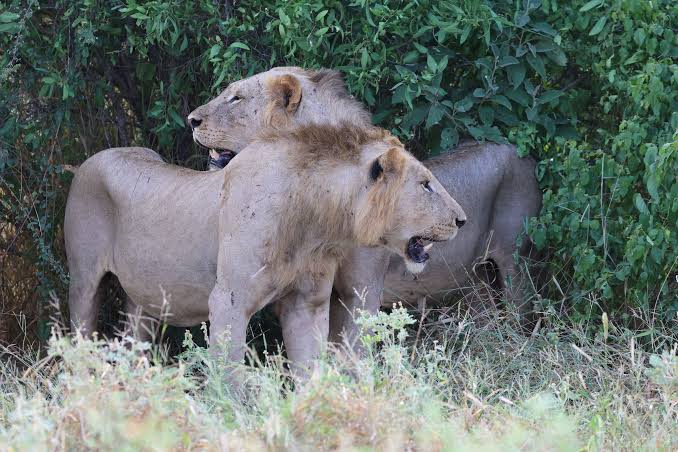 Maneless alpha male lions resting in the scrub terrain of Tsavo