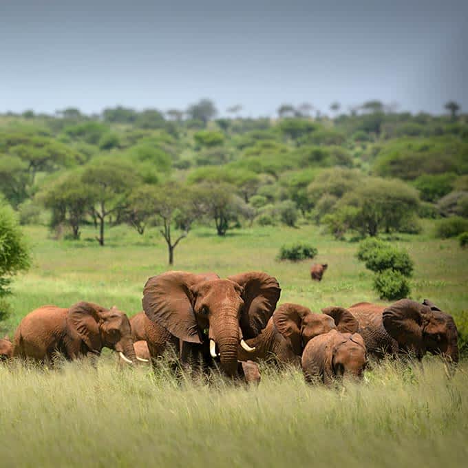 African Elephants and giraffes moving across the endless Serengeti plains