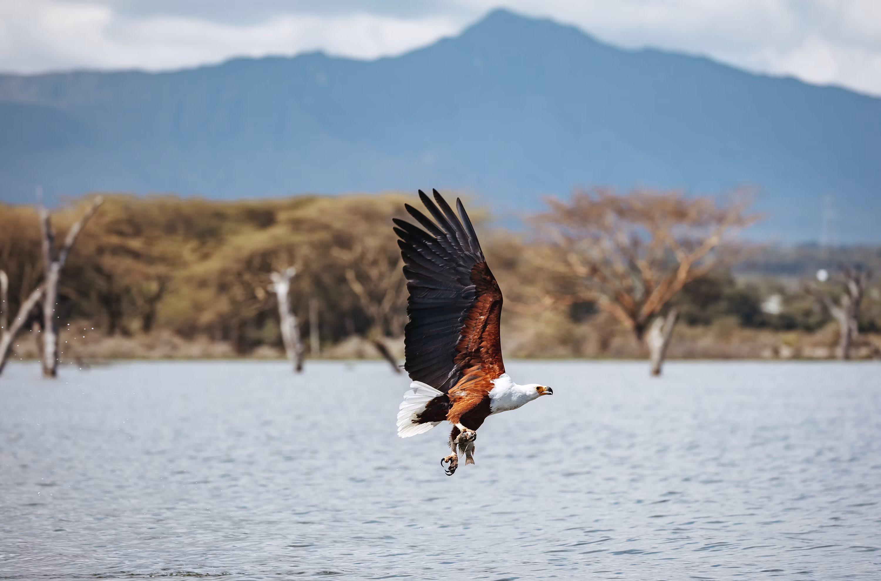 African Fish Eagle at Lake Duluti