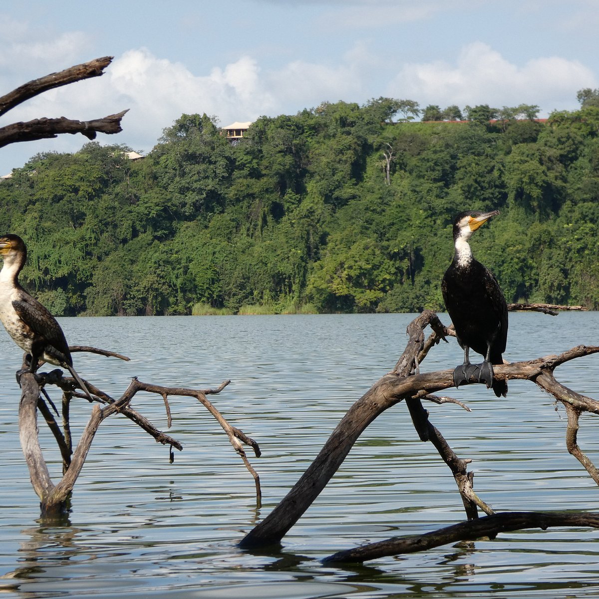 Giant kingfisher perched on a branch overlooking Lake Duluti crater
