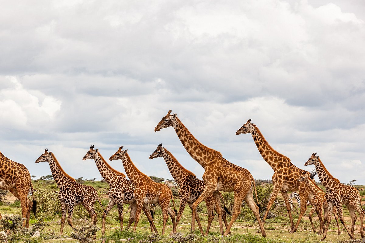 Maasai Giraffe on savannah