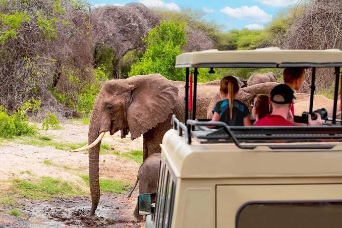 Travelers exploring untamed Tanzania wildlife terrain on an open expedition