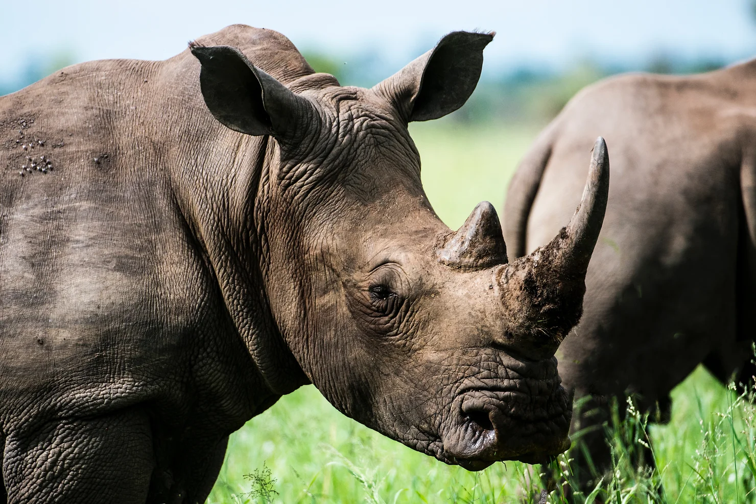 Mkomazi Black Rhino Conservation