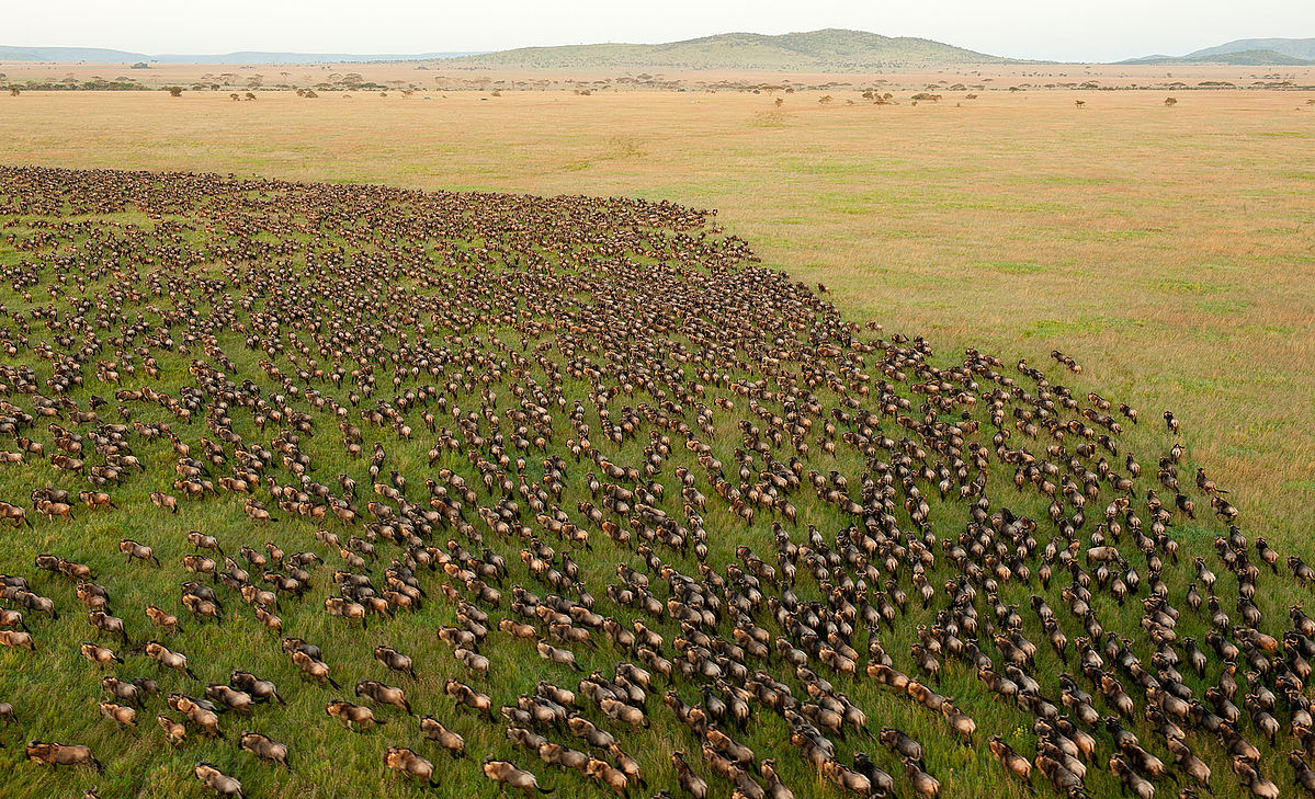Great Wildebeest Migration crossing