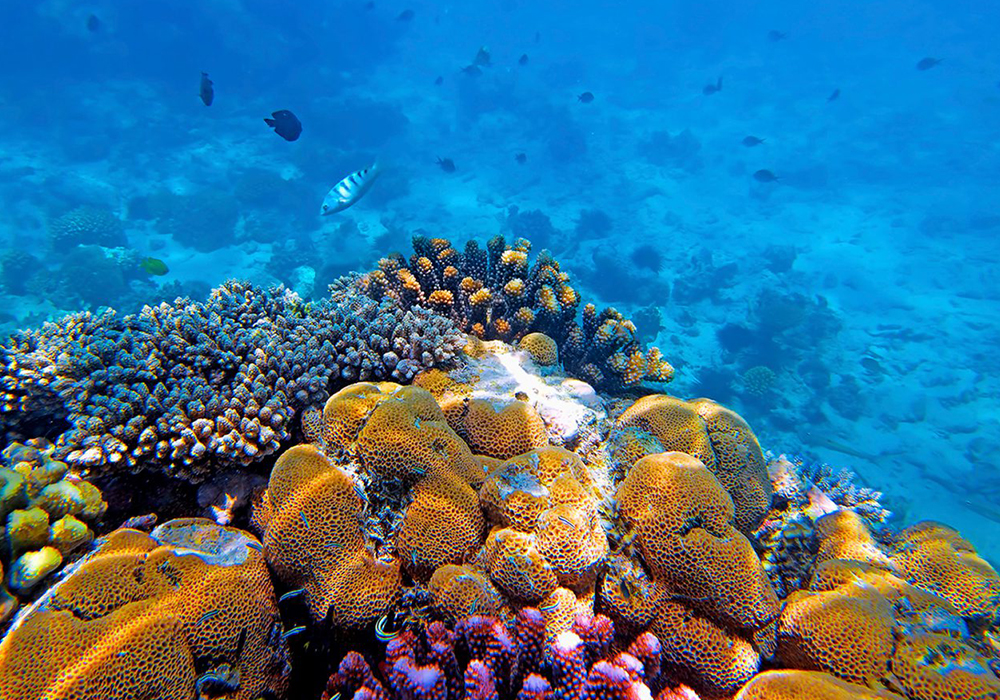 Zanzibar Reef Conservation