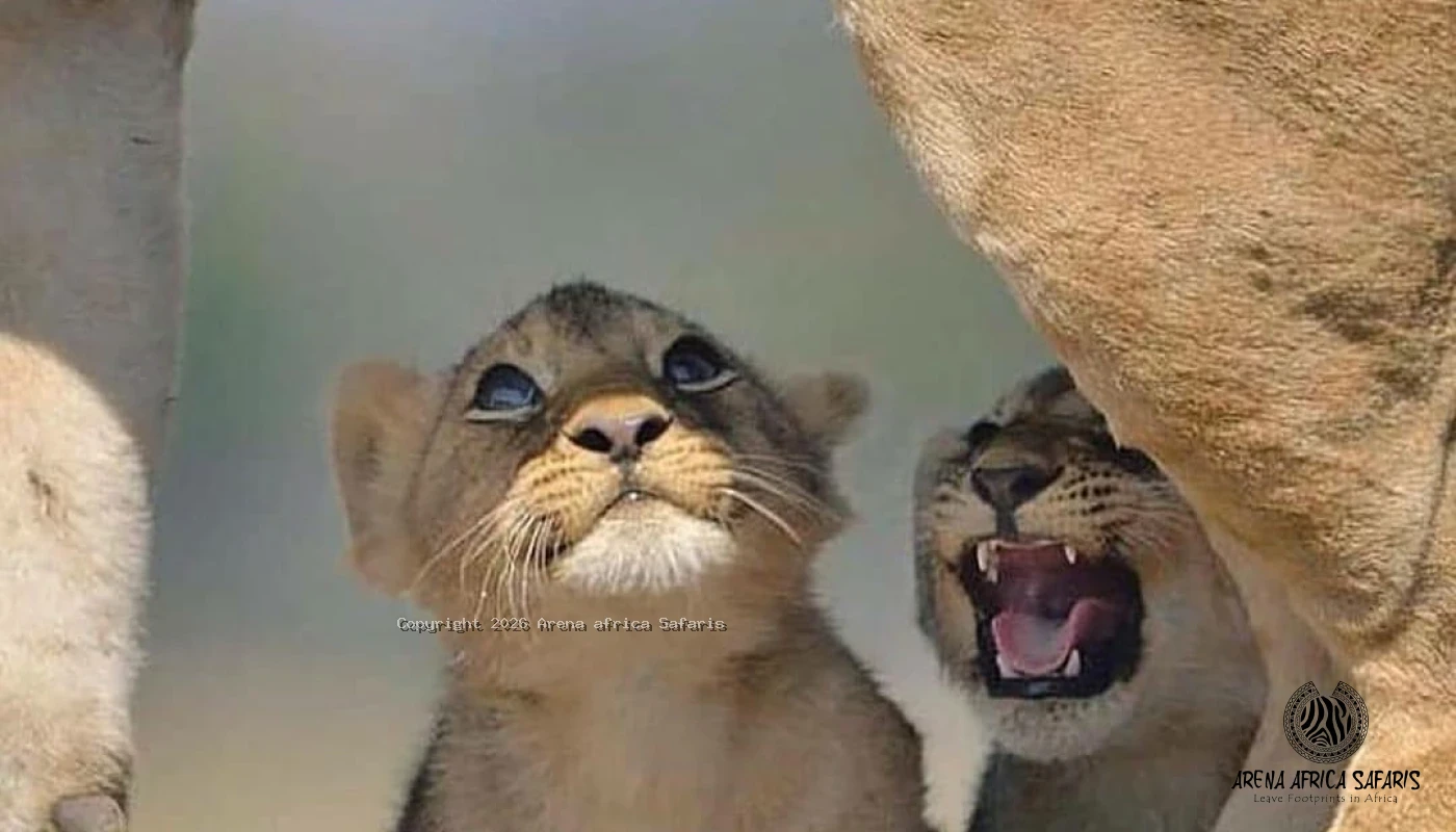 Family Northern Tanzania Circuit Safaris