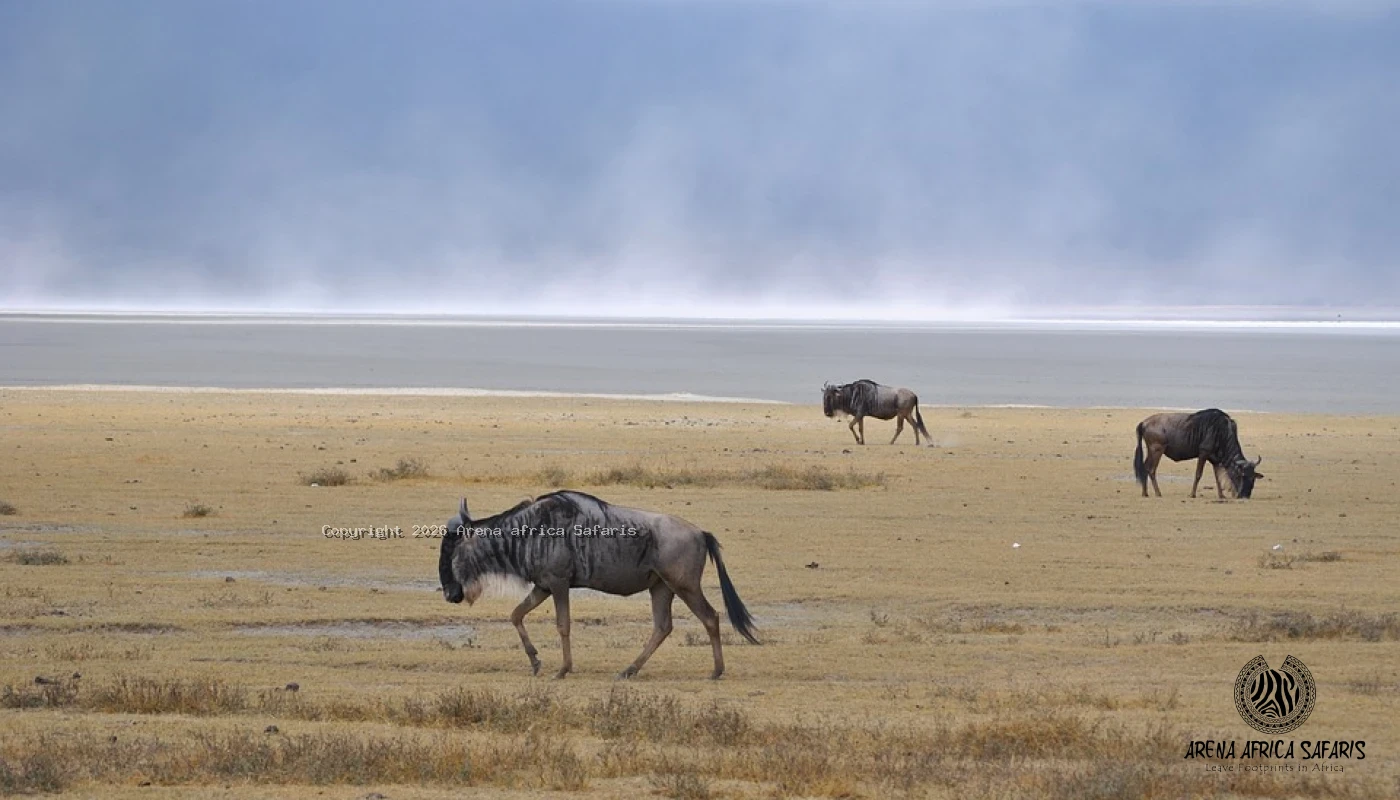 Lake Manyara & Ngorongoro Crater Safari