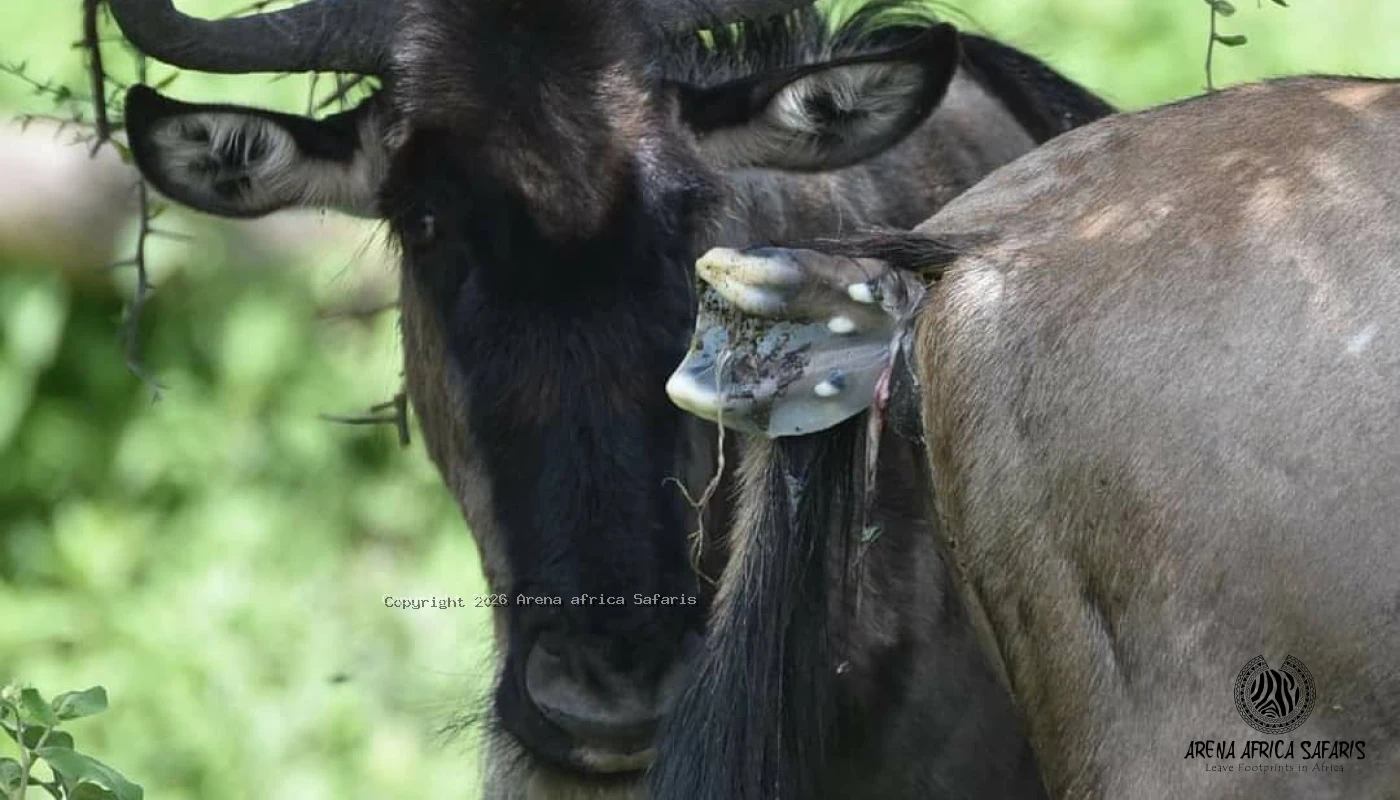 Great River Crossing & Big Five Safari