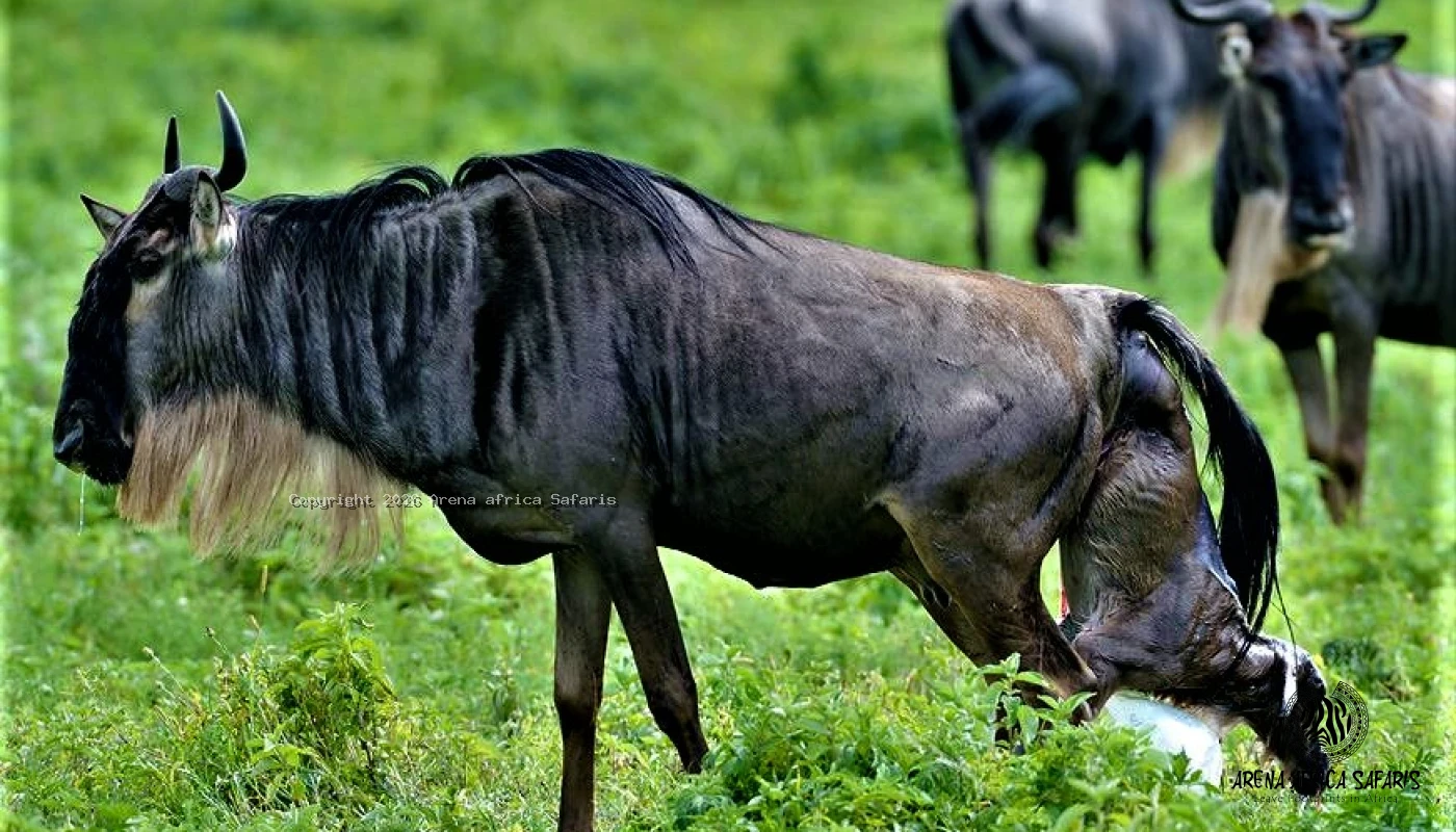 Northen Tanzania Big Five & Calving Season Great Migration Safari