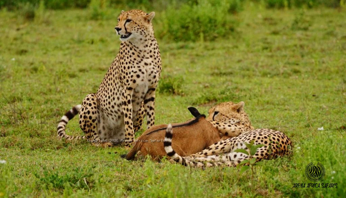 Tarangire, Ngorongoro & Hadzabe Cultural Safari