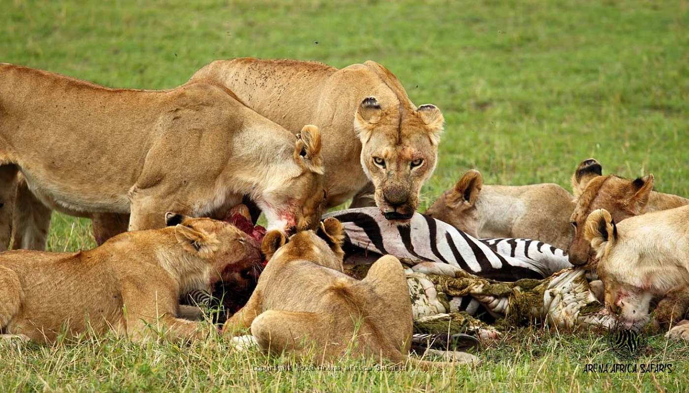 Tarangire Game Drive & Lake Manyara Canopy Safaris