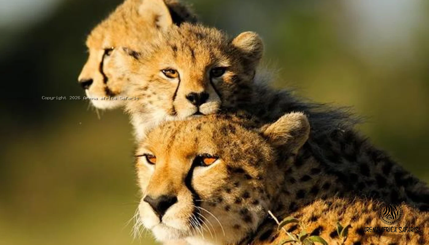 Tarangire & Ngorongoro Big Five Safari