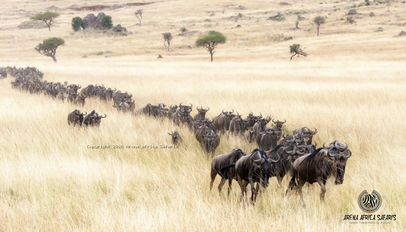 Great Mara River Crossing Migration Safaris