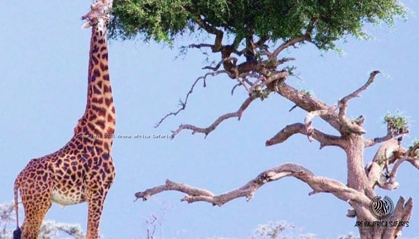 Midrange Serengeti & Ngorongoro Safari